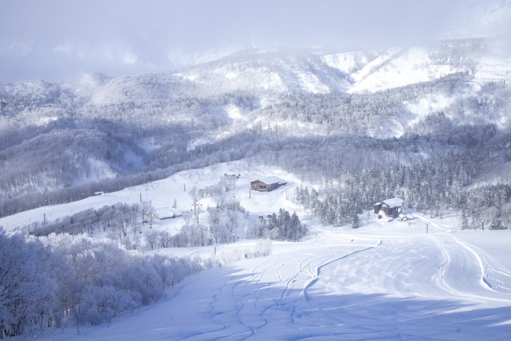栂池高原スキー場でパウダースノーを堪能できるコース