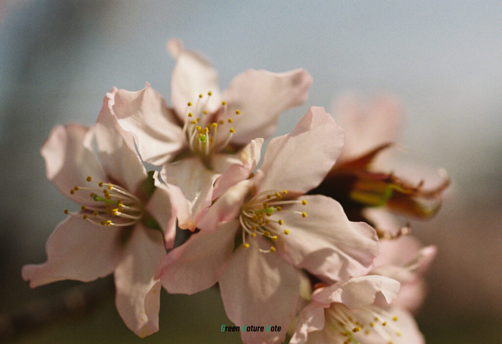 野平の一本桜