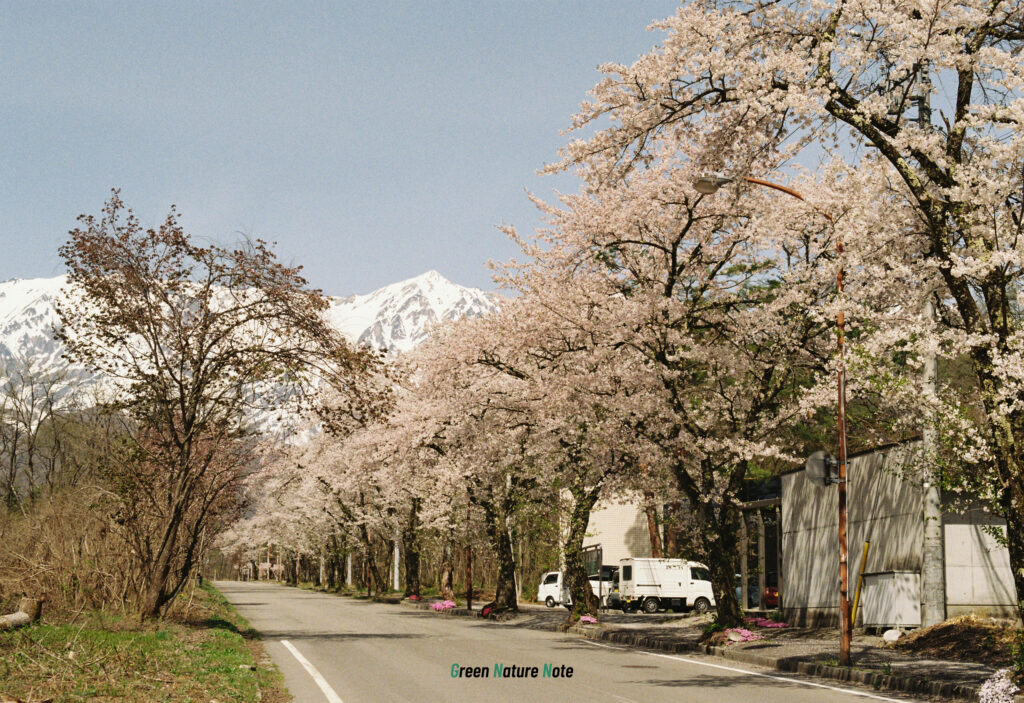 松川沿いの道路の桜並木