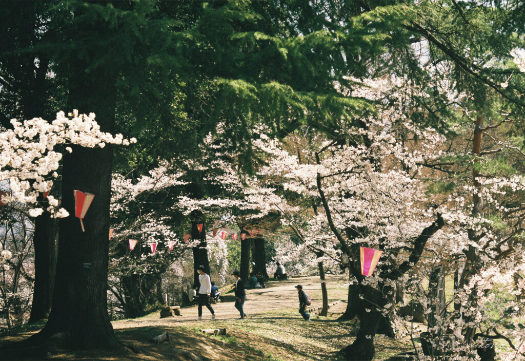 桜が満開の上田城