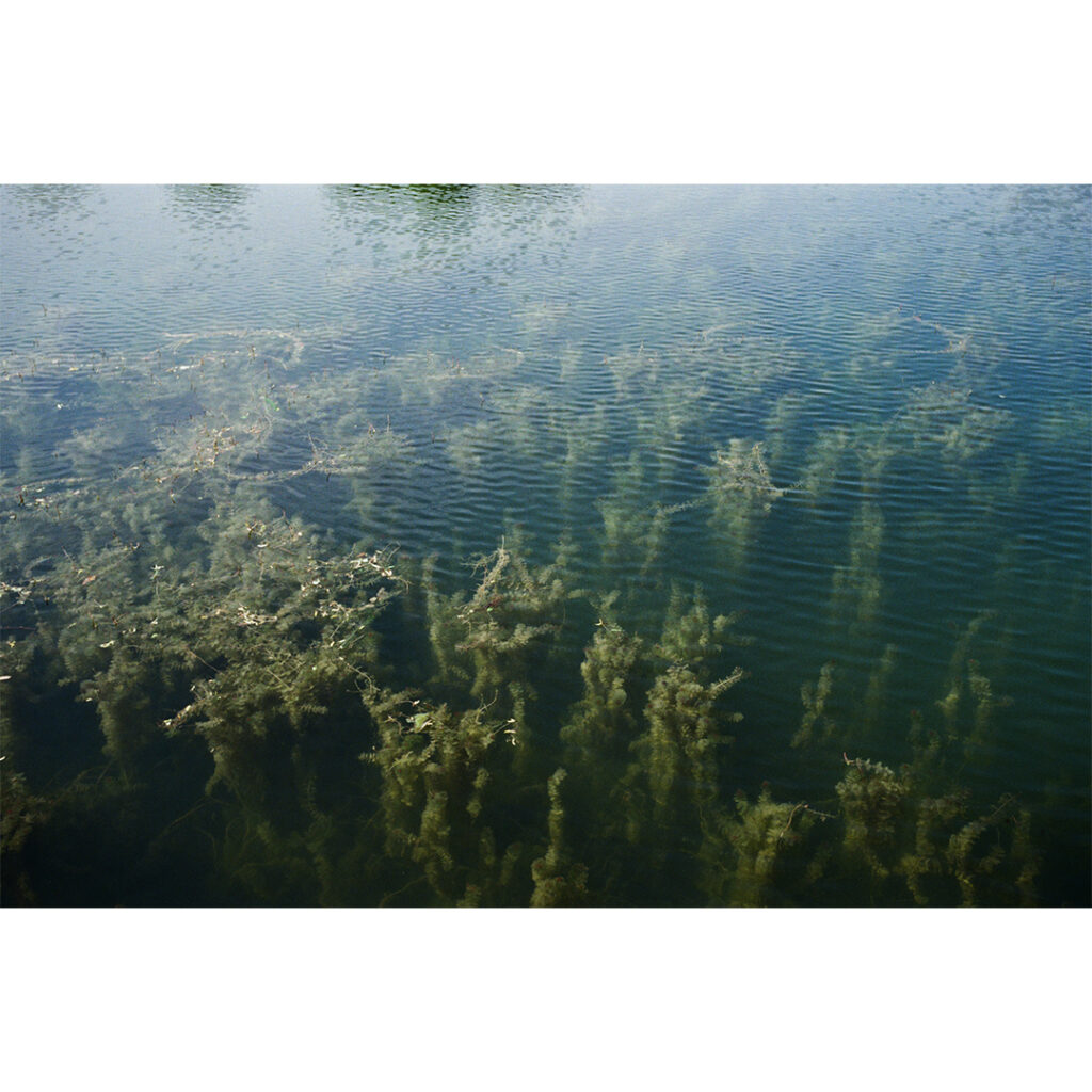 【作例あり】ズマロン 35mm f3.5 Mレビュー|ライカのオールド広角レンズで描く5月の白馬村