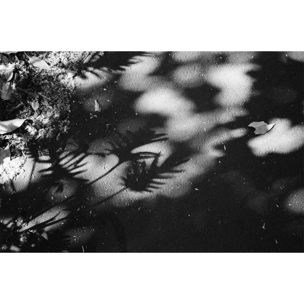 コンタックス TVS ＋ TRI-X