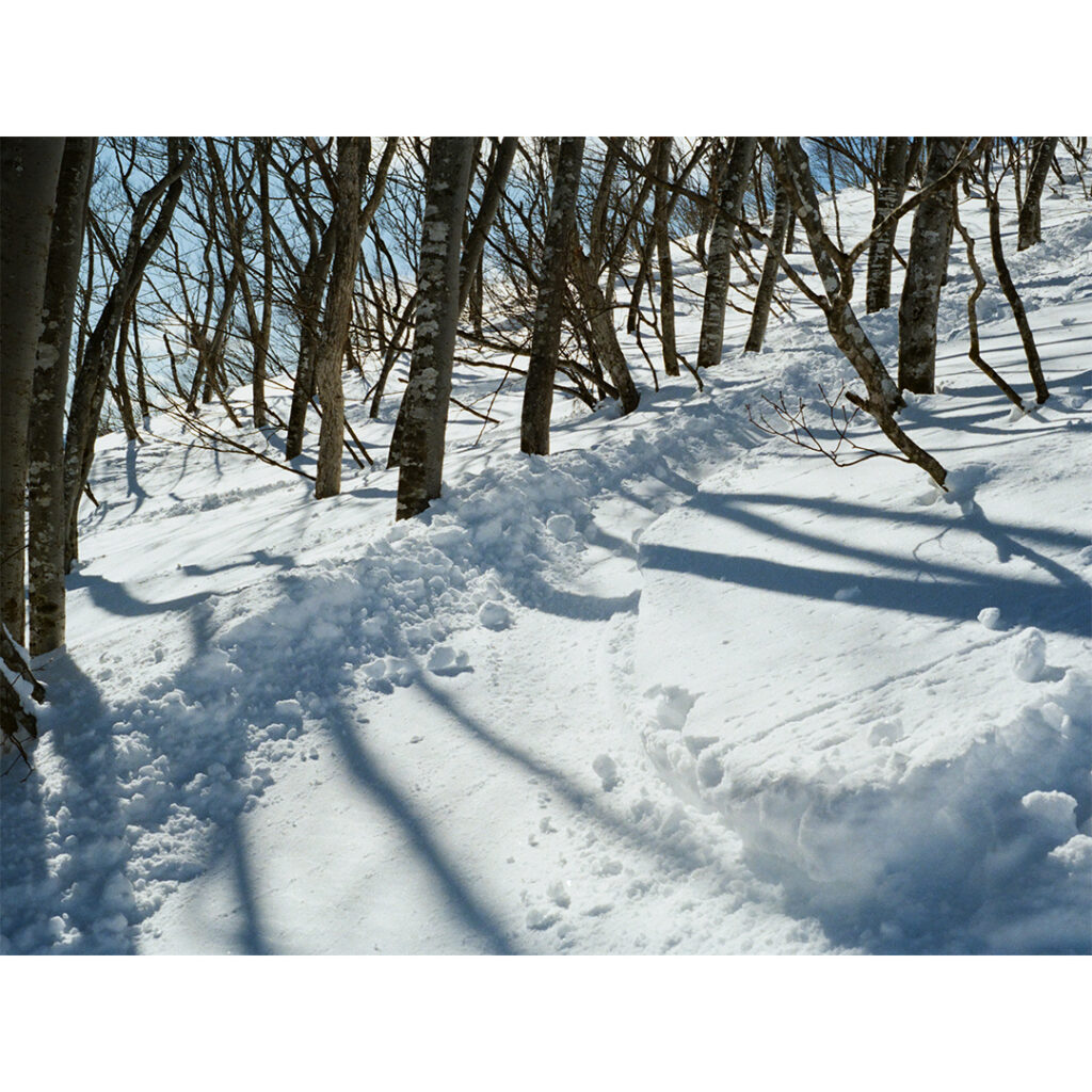 【Rollei35】樹林帯と木漏れ日